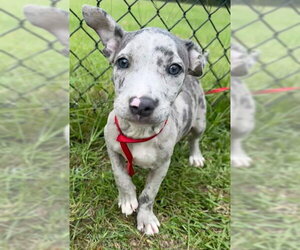Labrador Retriever-Unknown Mix Dogs for adoption in Tarrytown, GA, USA