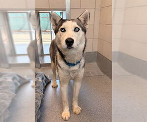 Siberian Husky Dogs for adoption in Waterford, VA, USA