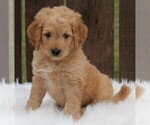 Small Photo #1 Goldendoodle (Miniature) Puppy For Sale in FREDERICKSBURG, OH, USA