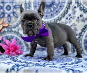 French Bulldog Puppy for sale in LANCASTER, PA, USA