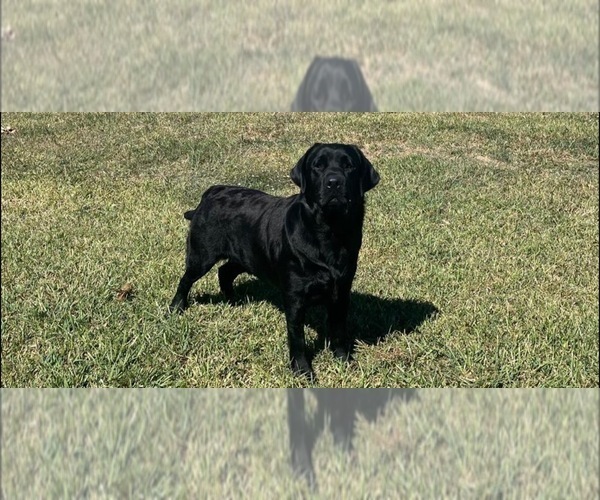 Medium Photo #1 Labrador Retriever Puppy For Sale in PASADENA, TX, USA