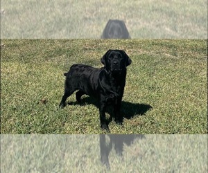 Father of the Labrador Retriever puppies born on 04/21/2026