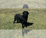 Small Photo #1 Labrador Retriever Puppy For Sale in PASADENA, TX, USA