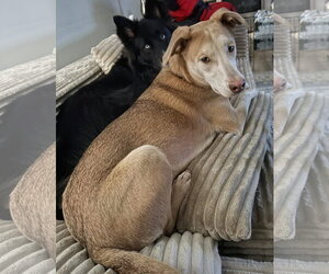 Tilly - Female Labrador Retriever-Unknown Mix Dog for Adoption - Photo #4