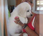 Small Photo #5 English Cream Golden Retriever Puppy For Sale in NORTHWOOD, OH, USA