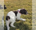 Puppy Princess German Shorthaired Pointer