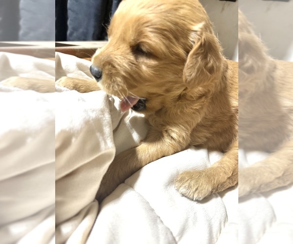 Medium Photo #14 Golden Retriever Puppy For Sale in ROCHESTER, MN, USA
