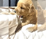 Small #13 Golden Retriever