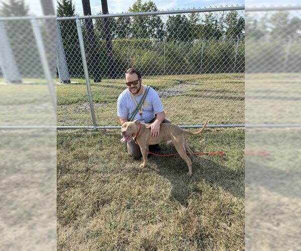 Medium Photo #1 American Pit Bull Terrier Puppy For Sale in Louisville, KY, USA