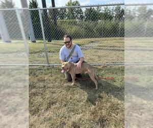 American Pit Bull Terrier Dogs for adoption in Louisville, KY, USA