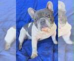 Small #2 French Bulldog