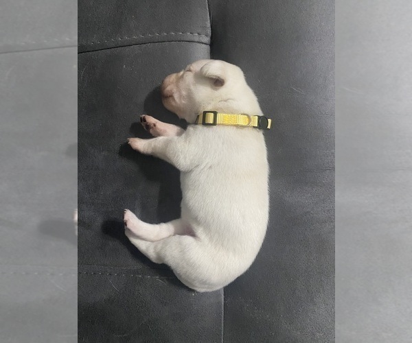 Medium Photo #20 Labrador Retriever Puppy For Sale in WILDWOOD, FL, USA