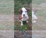Image preview for Ad Listing. Nickname: AKC Male