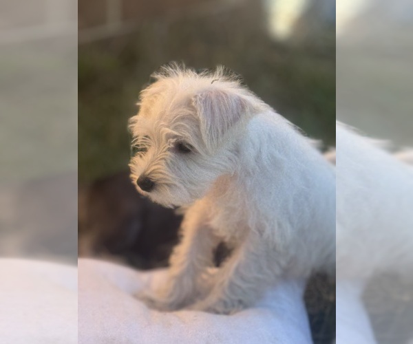 Medium Photo #8 Schnauzer (Miniature) Puppy For Sale in AUGUSTA, GA, USA