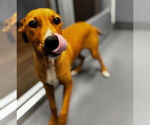 Labrador Retriever-Unknown Mix Dogs for adoption in Hilton Head, SC, USA