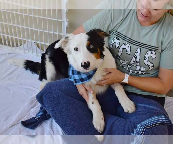 Medium Photo #1 Border Collie-Unknown Mix Puppy For Sale in McKinney, TX, USA