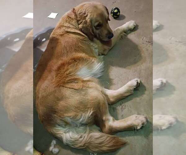 Medium Photo #1 Golden Retriever Puppy For Sale in HECTOR, AR, USA