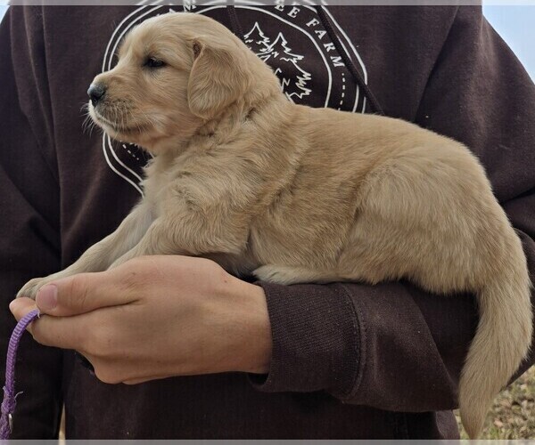 Medium Photo #2 Golden Retriever Puppy For Sale in PRINCEVILLE, IL, USA