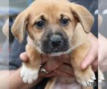 Small #4 Retriever  Mix