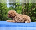 Small #38 Poodle (Toy)