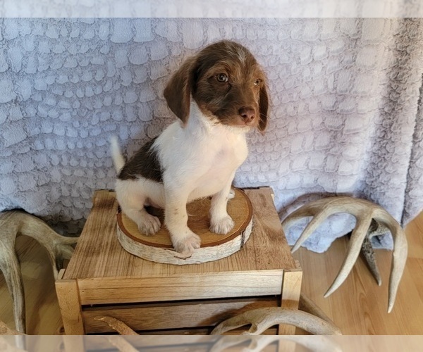 Medium Photo #4 Poogle Puppy For Sale in BLAKESBURG, IA, USA
