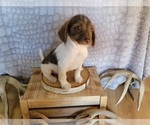 Small Photo #4 Poogle Puppy For Sale in BLAKESBURG, IA, USA