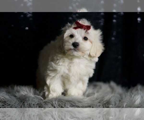 Medium Photo #4 Maltipoo Puppy For Sale in WARSAW, IN, USA