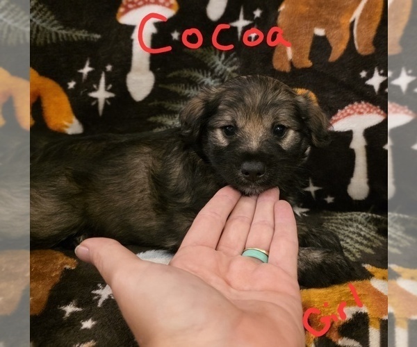 Medium Photo #8 Chizer Puppy For Sale in MONTEZUMA, GA, USA