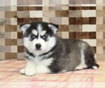 Small #3 Pomsky