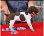 Puppy Puppy 7 German Shorthaired Pointer