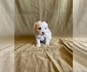 Shih-Poo Puppy for sale in MOUNDRIDGE, KS, USA
