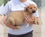 Small #1 Anatolian Shepherd-German Shepherd Dog Mix