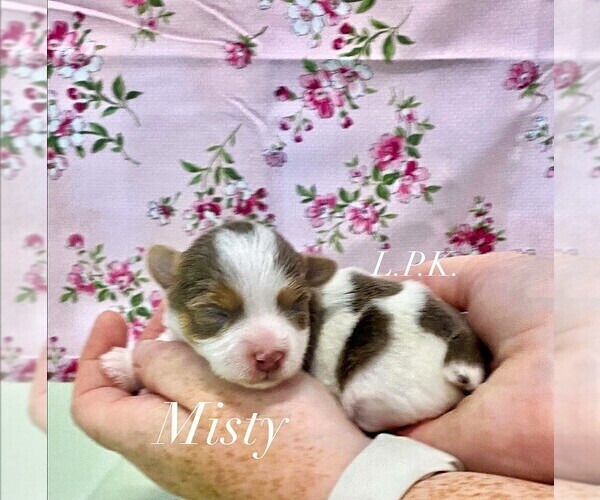 Medium Photo #1 Yorkshire Terrier Puppy For Sale in WINNSBORO, LA, USA