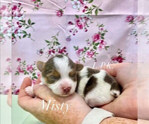 Yorkshire Terrier Puppy for sale in WINNSBORO, LA, USA