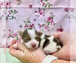 Image preview for Ad Listing. Nickname: Tiny Misty