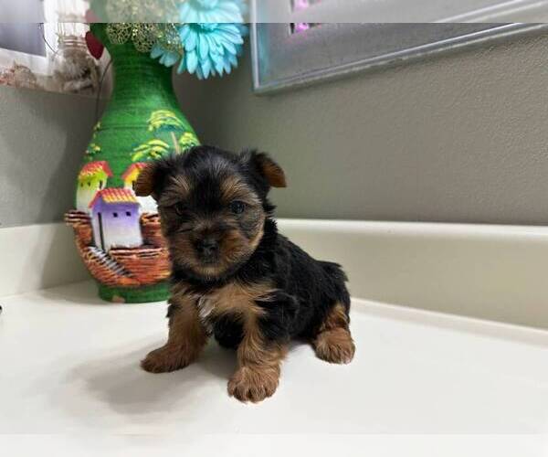 Medium Photo #1 Yorkshire Terrier Puppy For Sale in ORLANDO, FL, USA