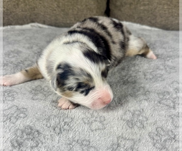 Medium Photo #7 Australian Shepherd Puppy For Sale in SALISBURY, NC, USA