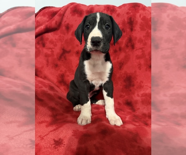 Medium Photo #1 Great Dane Puppy For Sale in HARDINSBURG, IN, USA