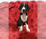 Puppy 4 Great Dane