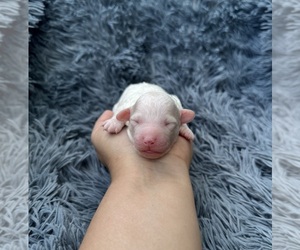 Poodle (Toy) Puppy for sale in JEFFERSONVILLE, IN, USA