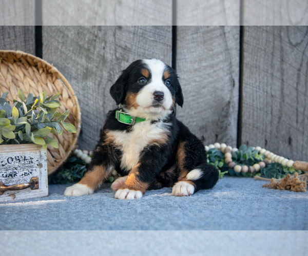 Medium Photo #2 Bernese Mountain Dog Puppy For Sale in SHREVE, OH, USA