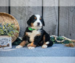 Small #1 Bernese Mountain Dog