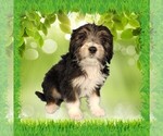 Puppy Mini Gene Bernedoodle (Miniature)
