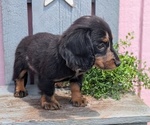 Small #8 Dachshund