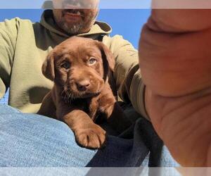 Labrador Retriever Puppy for sale in EDINBURG, VA, USA