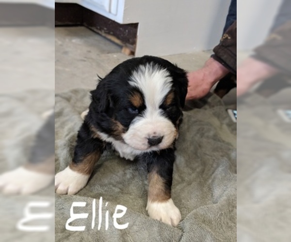 Medium Photo #7 Bernese Mountain Dog Puppy For Sale in BONNERS FERRY, ID, USA