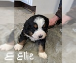 Small Photo #7 Bernese Mountain Dog Puppy For Sale in BONNERS FERRY, ID, USA
