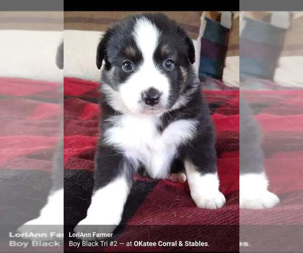 Medium Photo #1 Australian Shepherd Puppy For Sale in RIDGELAND, SC, USA