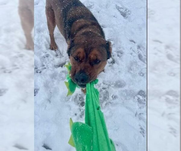 Medium Photo #18 American Staffordshire Terrier Puppy For Sale in Westminster, MD, USA