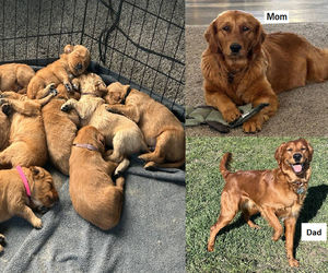 Golden Retriever Puppy for sale in AIRWAY HEIGHTS, WA, USA